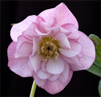 Double Pink