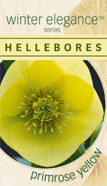 Primrose Yellow